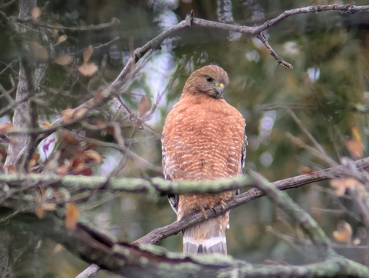 Red-shouldered Hawk - ML647231259