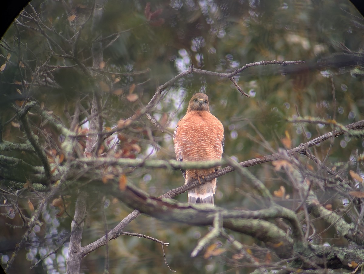 Red-shouldered Hawk - ML647231260