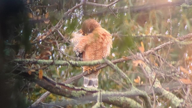 Красноплечий канюк - ML647231262