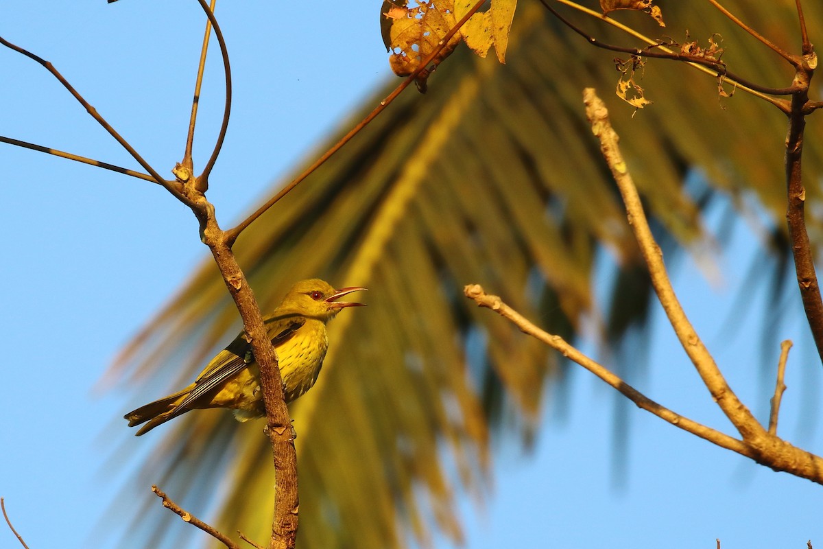 Indian Golden Oriole - ML647231266