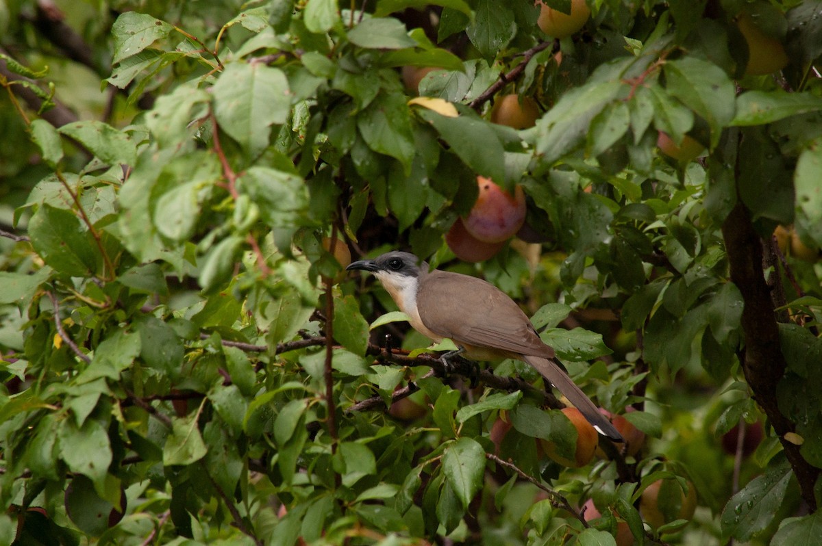 Dark-billed Cuckoo - ML647231269