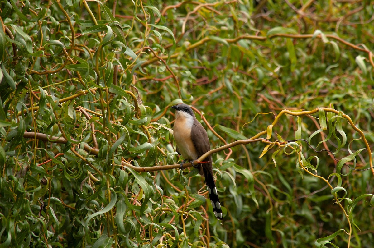 Dark-billed Cuckoo - ML647231270