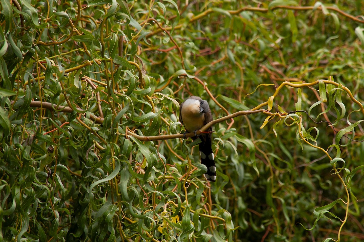 Dark-billed Cuckoo - ML647231271