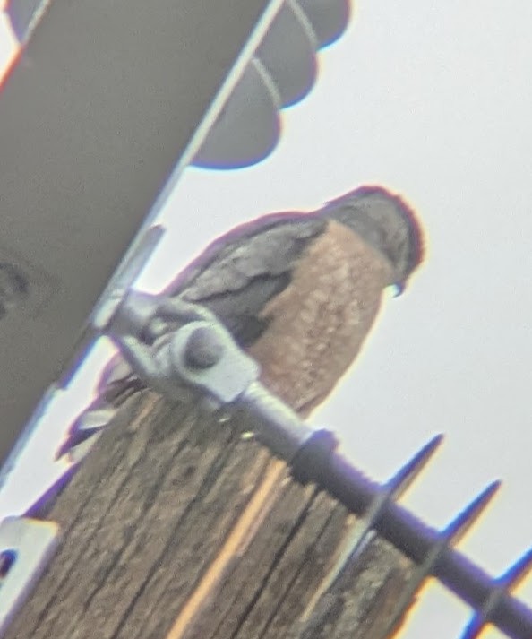 Sharp-shinned Hawk - ML647231276