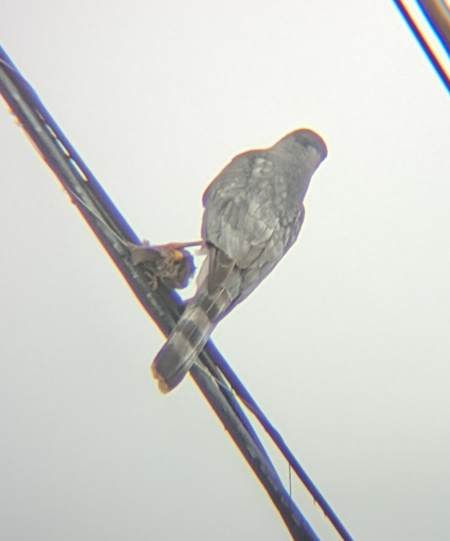 Sharp-shinned Hawk - ML647231277