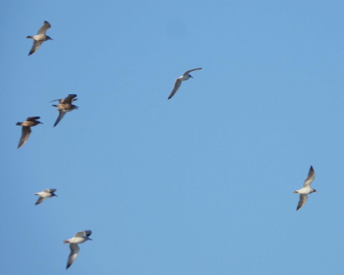 goéland ou mouette sp. - ML647231305