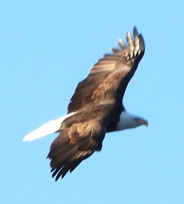 Bald Eagle - ML647231323