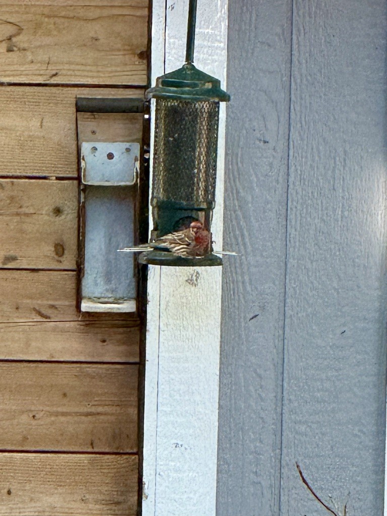 House Finch - ML647231343