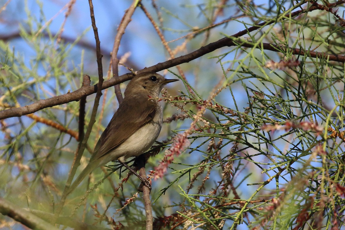Common Chiffchaff - ML647231344
