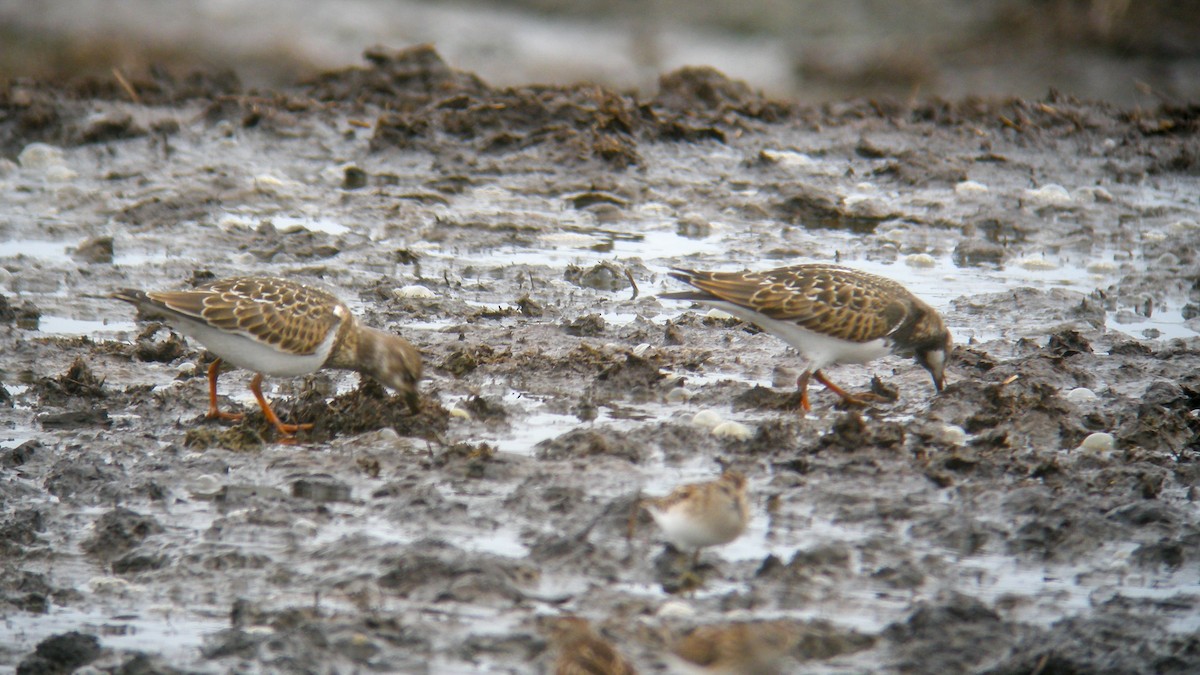 Ruddy Turnstone - ML647231345