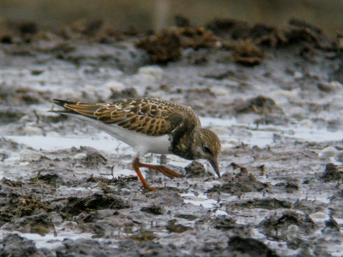 Ruddy Turnstone - ML647231346