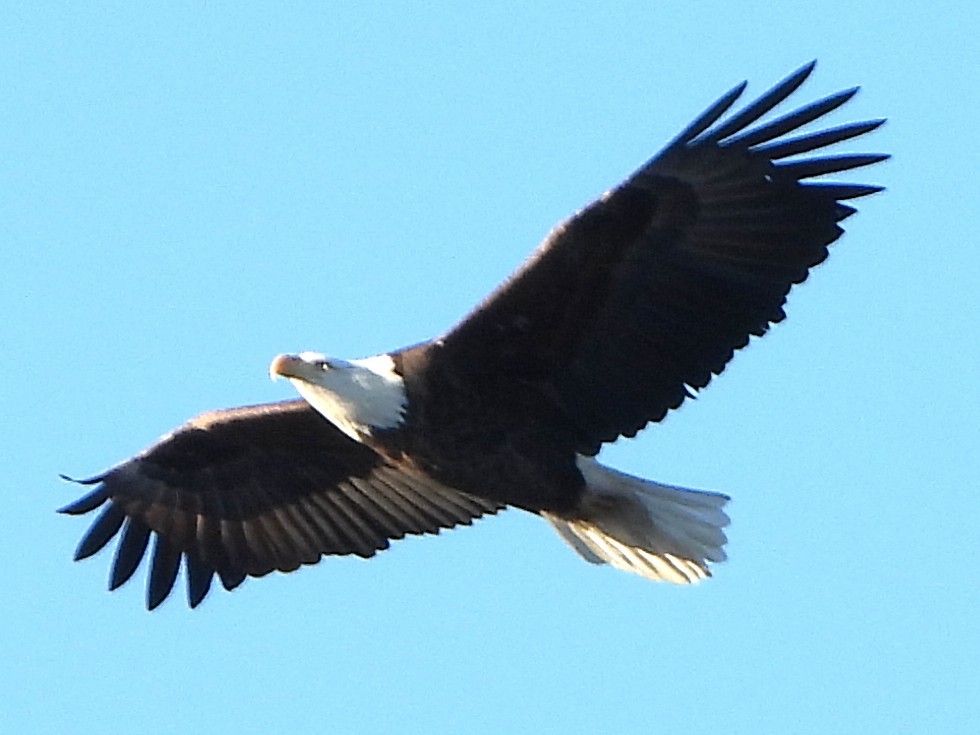 Bald Eagle - ML647231348