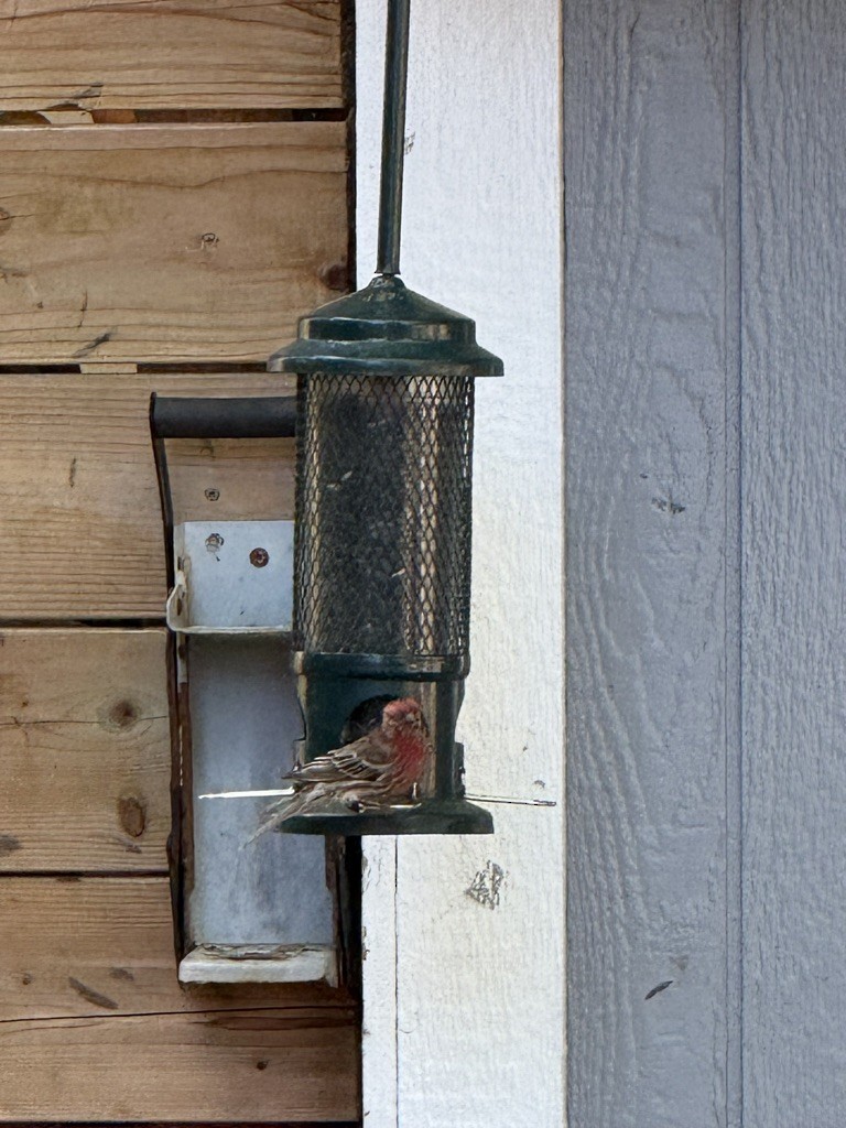 House Finch - ML647231351