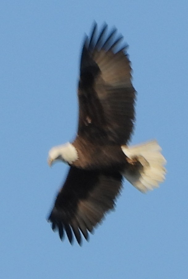 Bald Eagle - ML647231353