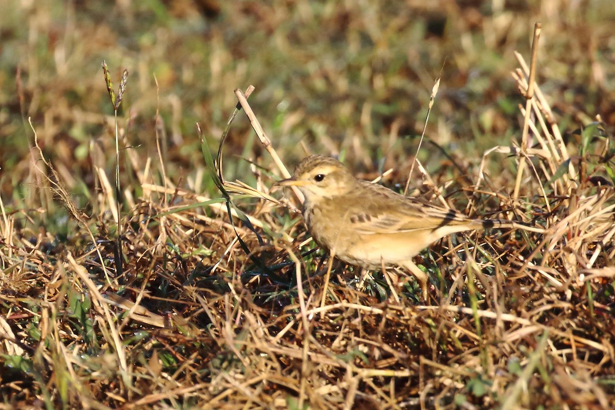 Txirta ekialdetarra - ML647231373