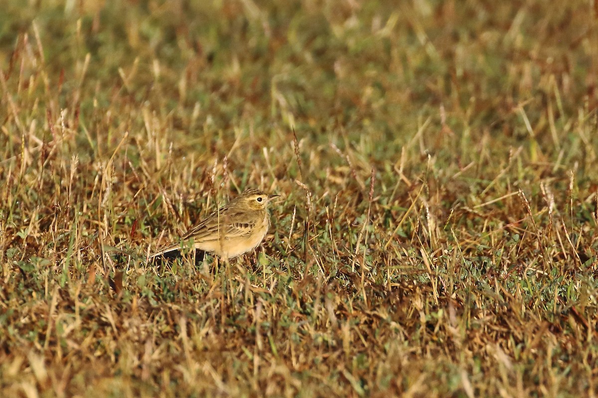 Txirta ekialdetarra - ML647231375