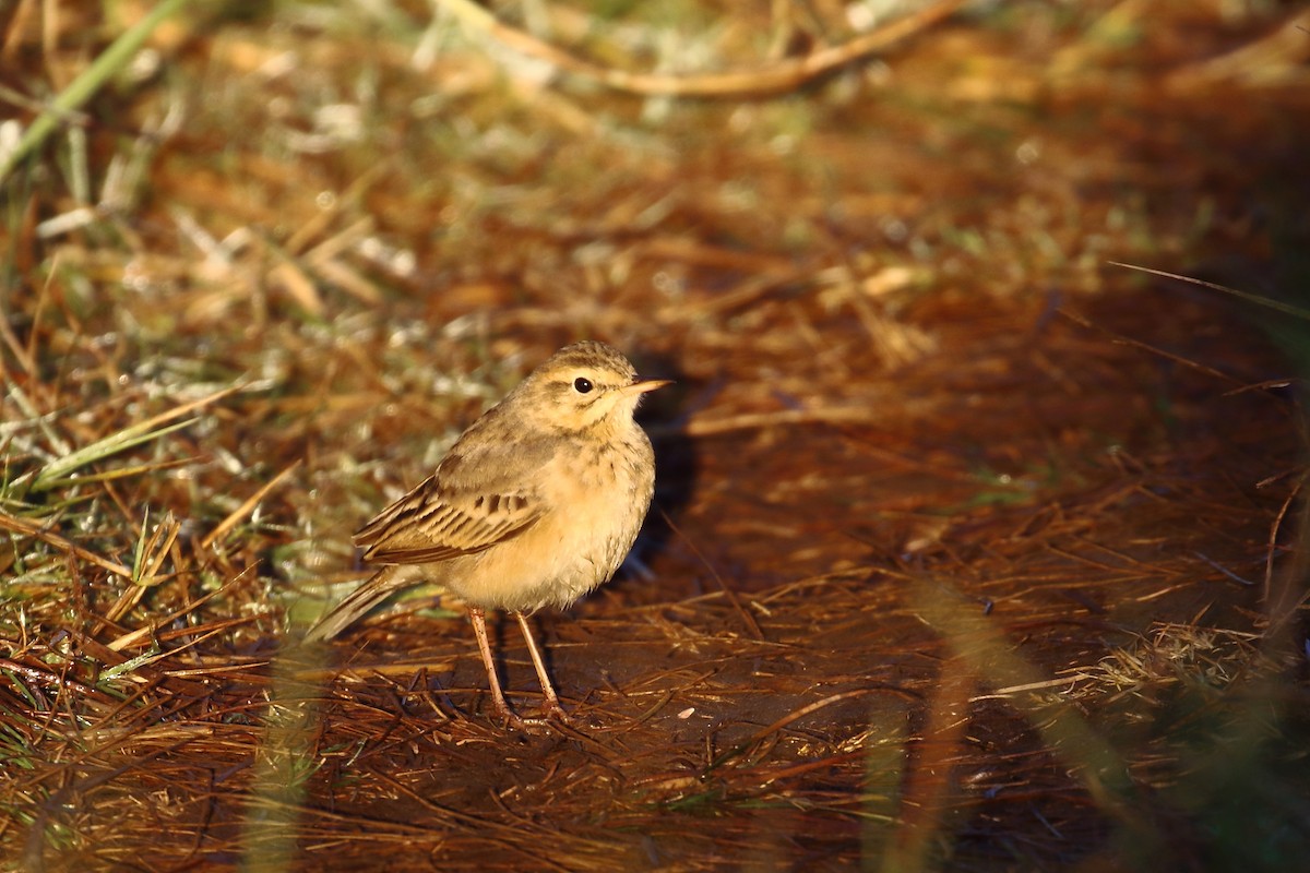 Txirta ekialdetarra - ML647231376