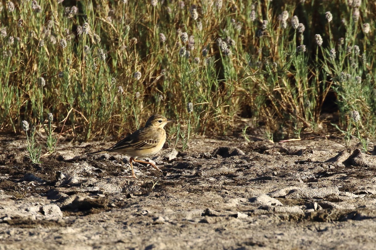 Txirta ekialdetarra - ML647231377