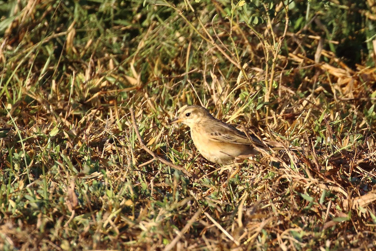 Txirta ekialdetarra - ML647231378