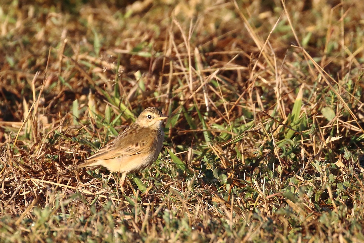 Txirta ekialdetarra - ML647231379