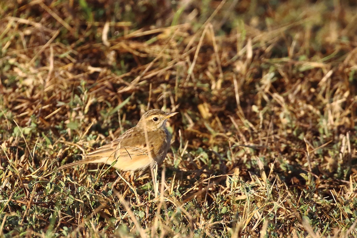 Txirta ekialdetarra - ML647231380