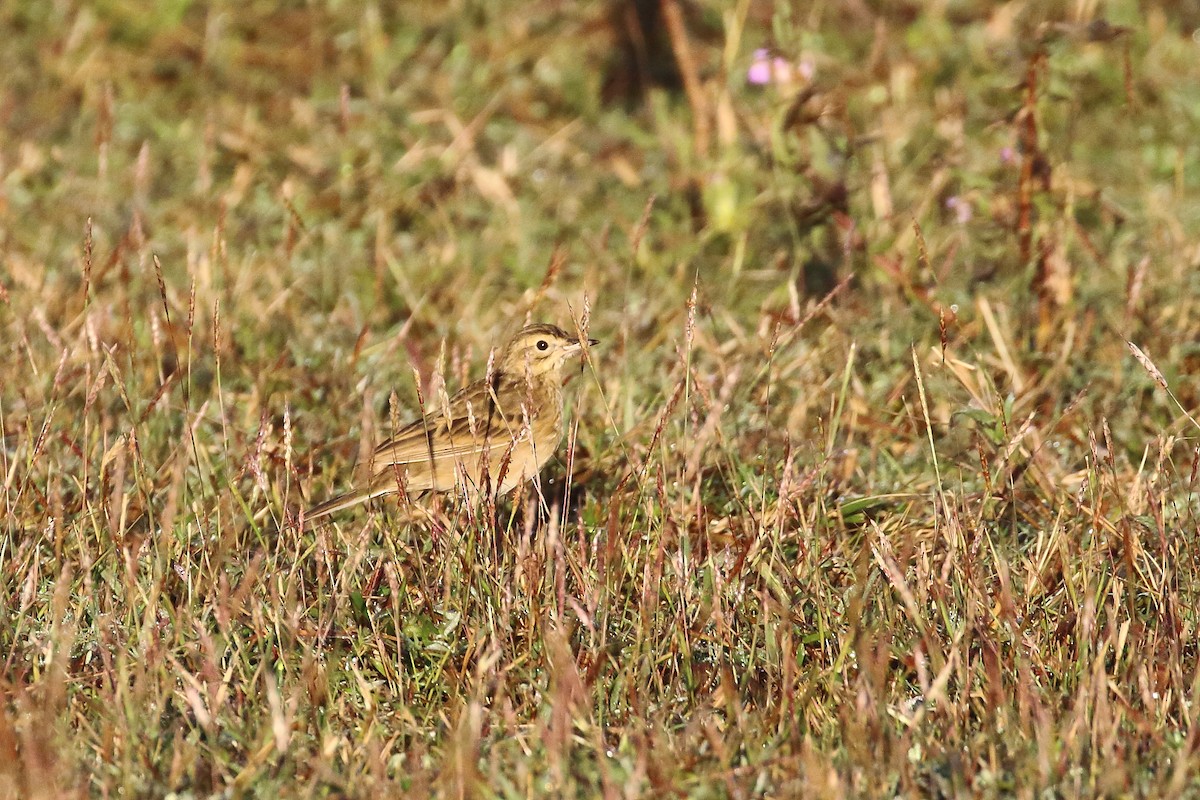 Txirta ekialdetarra - ML647231381