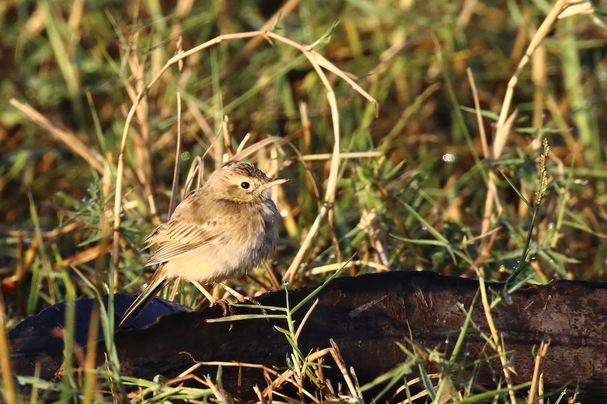 Txirta ekialdetarra - ML647231382