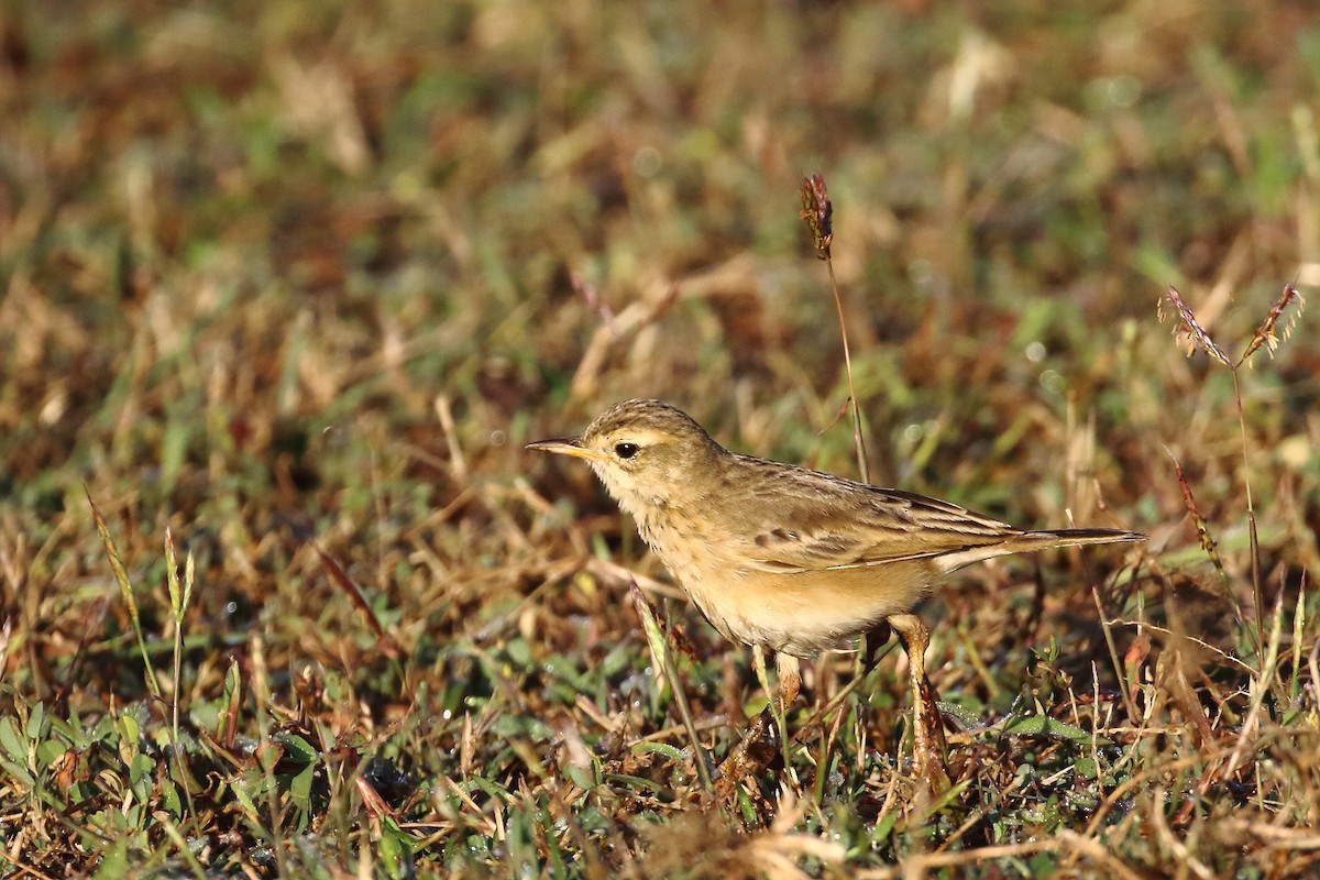 Txirta ekialdetarra - ML647231383