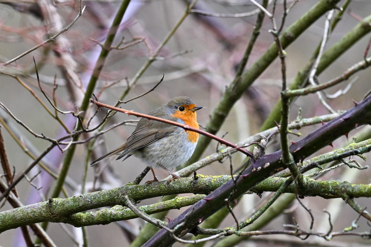 European Robin - ML647231392