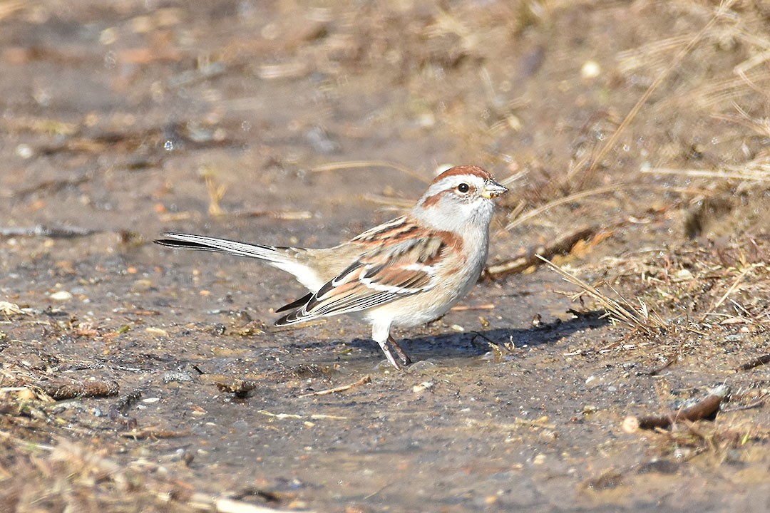 American Tree Sparrow - ML647231397