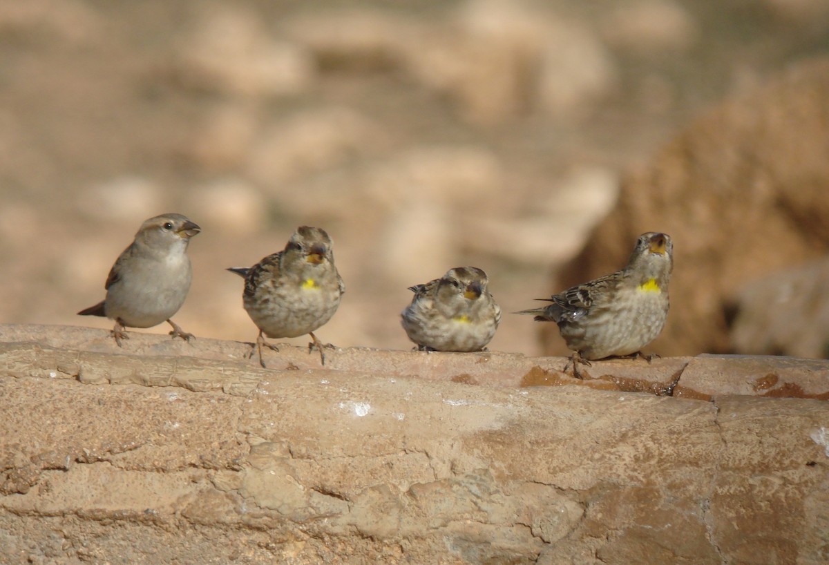Rock Sparrow - ML647231401