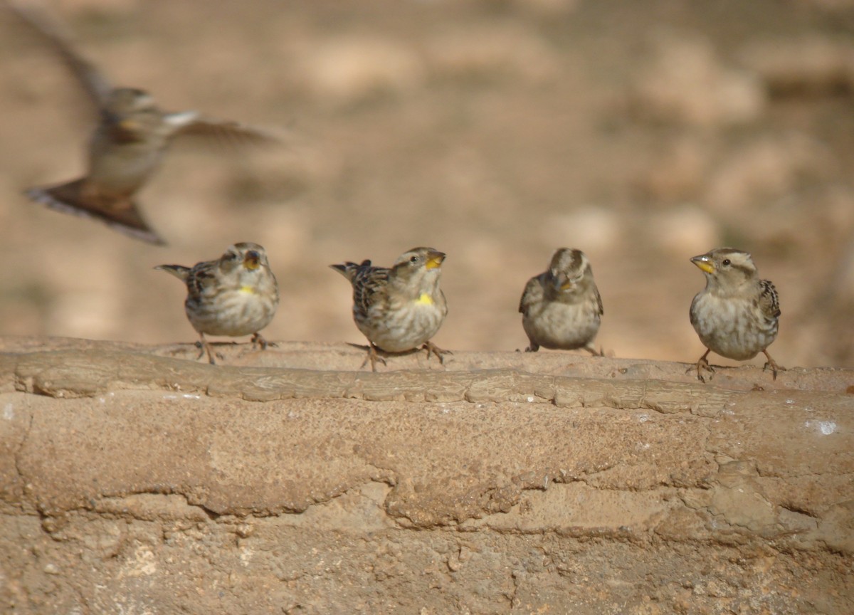 Rock Sparrow - ML647231402