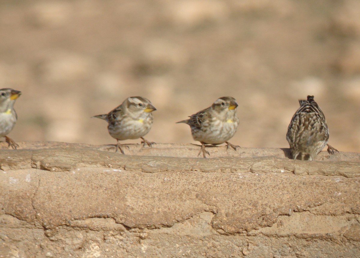 Rock Sparrow - ML647231403