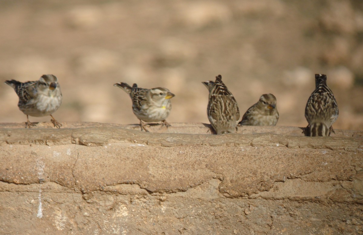 Rock Sparrow - ML647231404