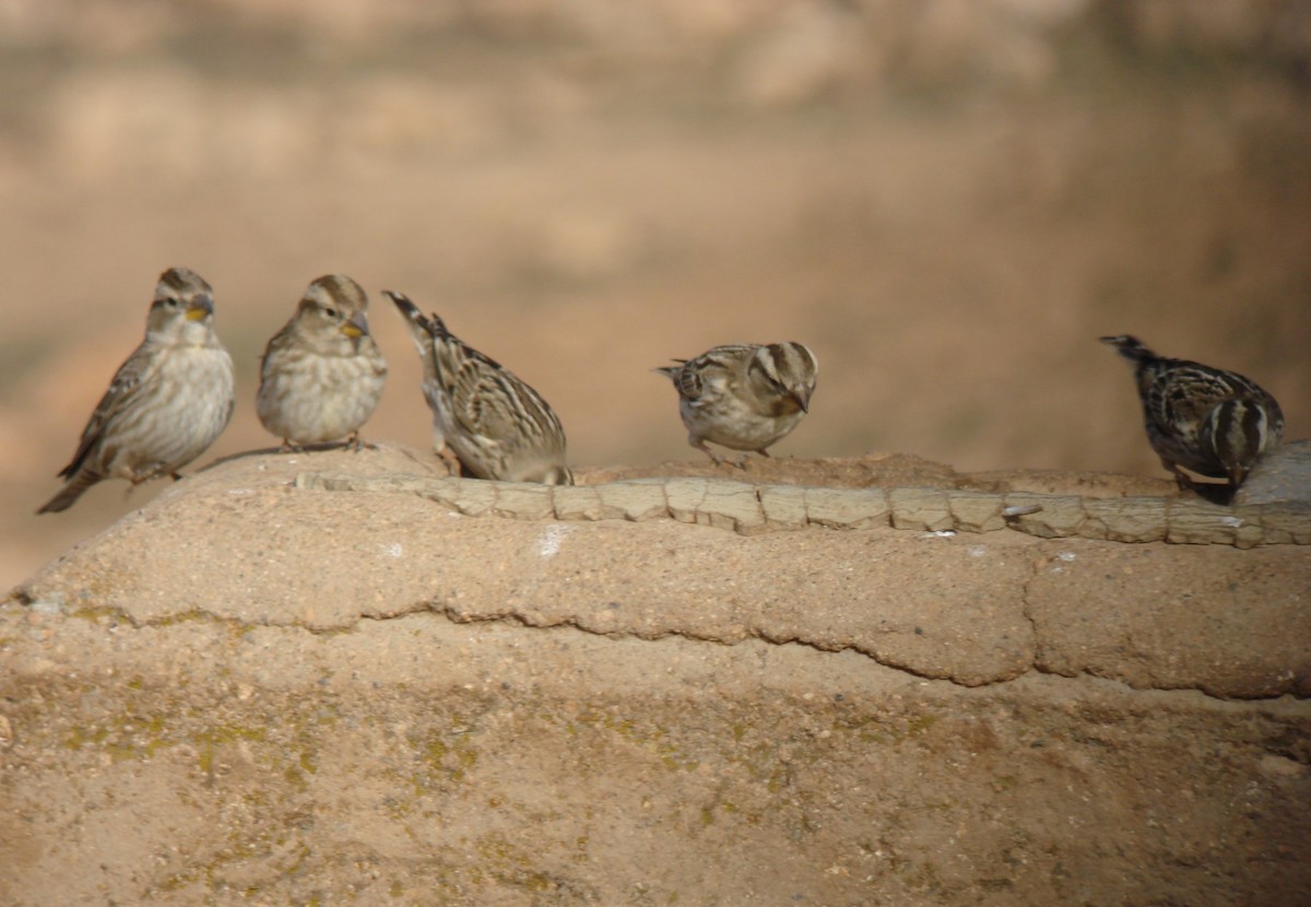 Rock Sparrow - ML647231405