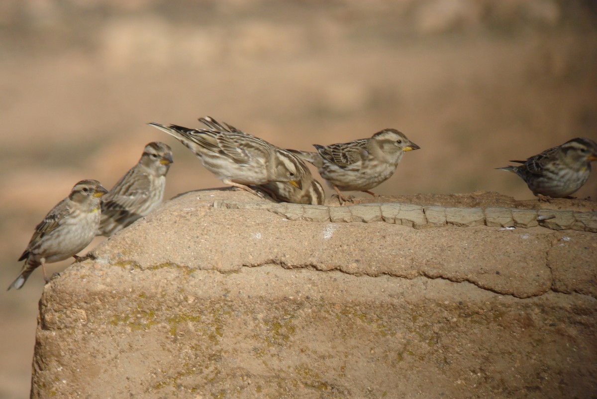 Rock Sparrow - ML647231406