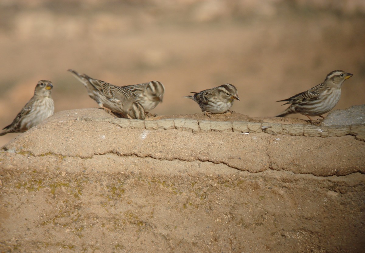 Rock Sparrow - ML647231407