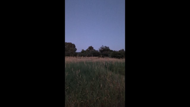 American Barn Owl - ML647231413