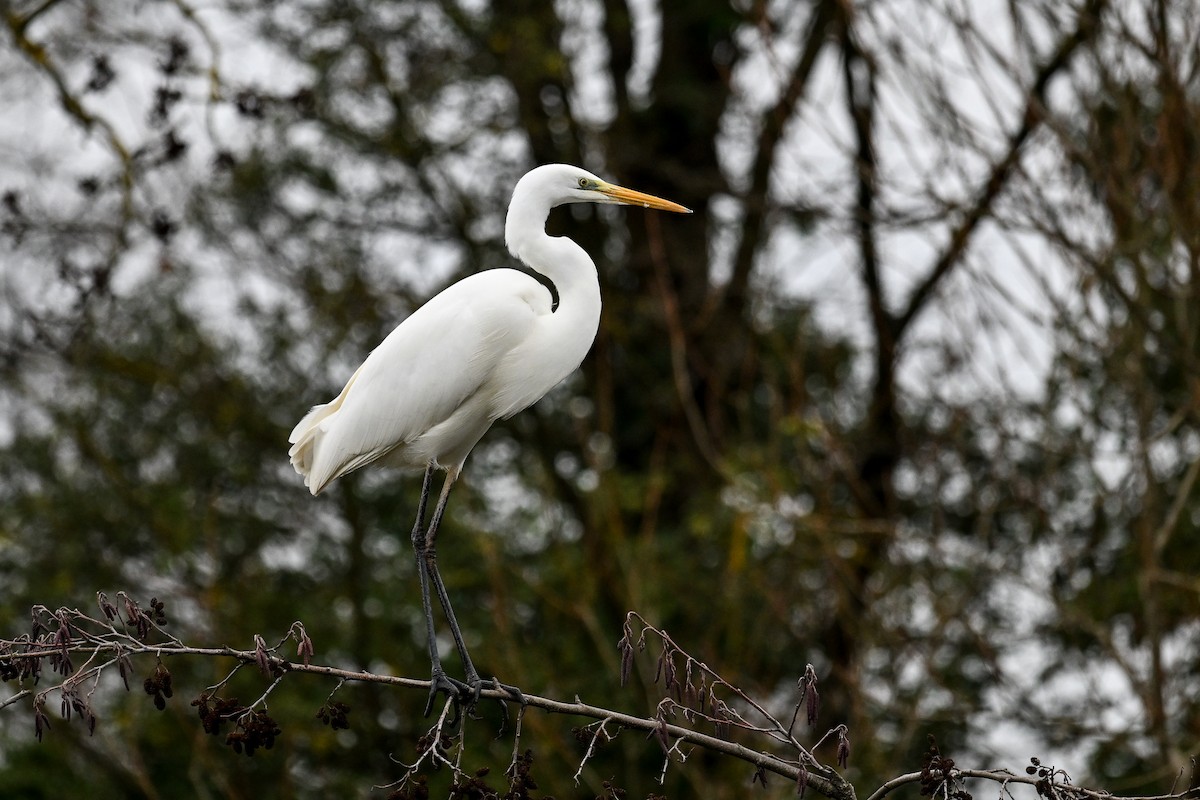 Great Egret - ML647231423