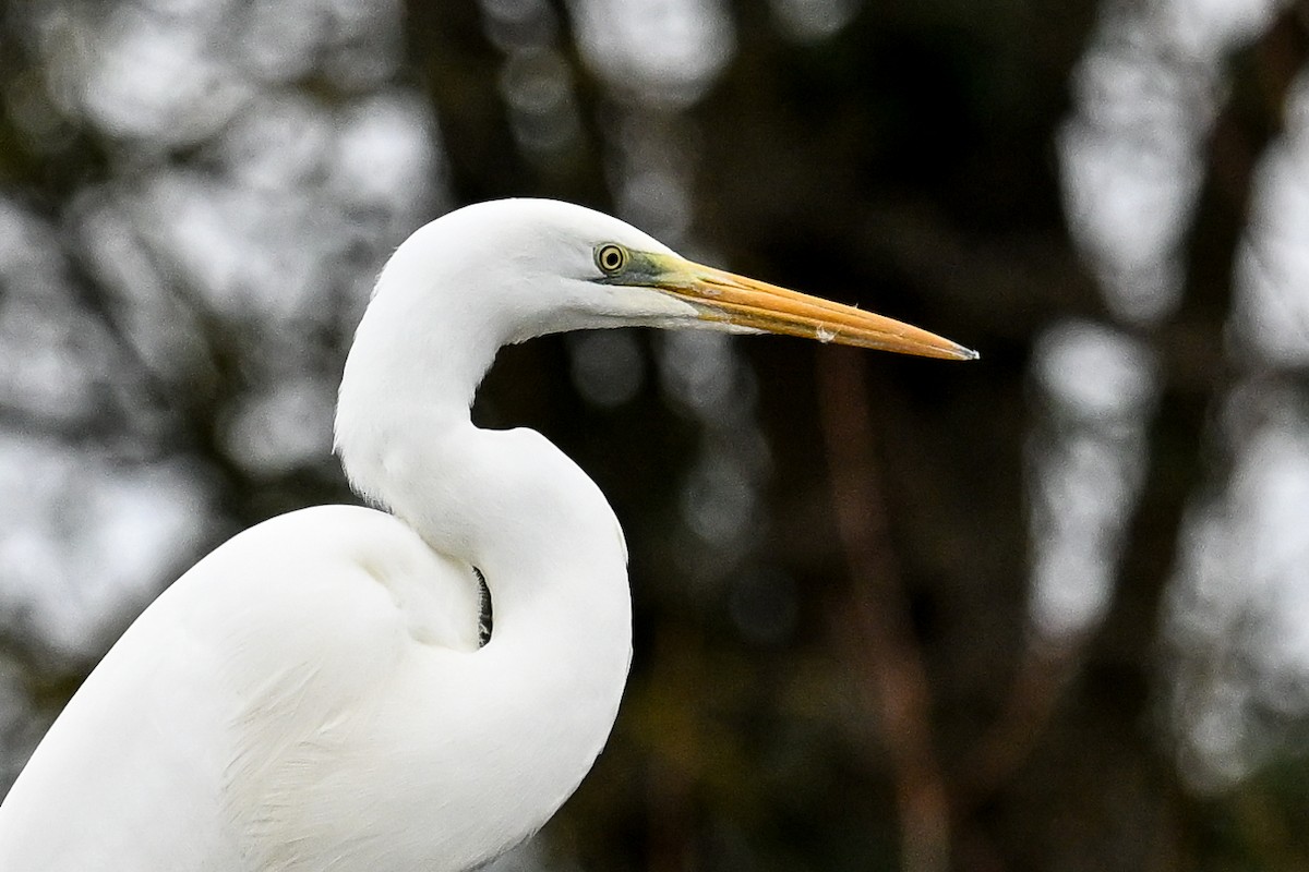 Great Egret - ML647231430