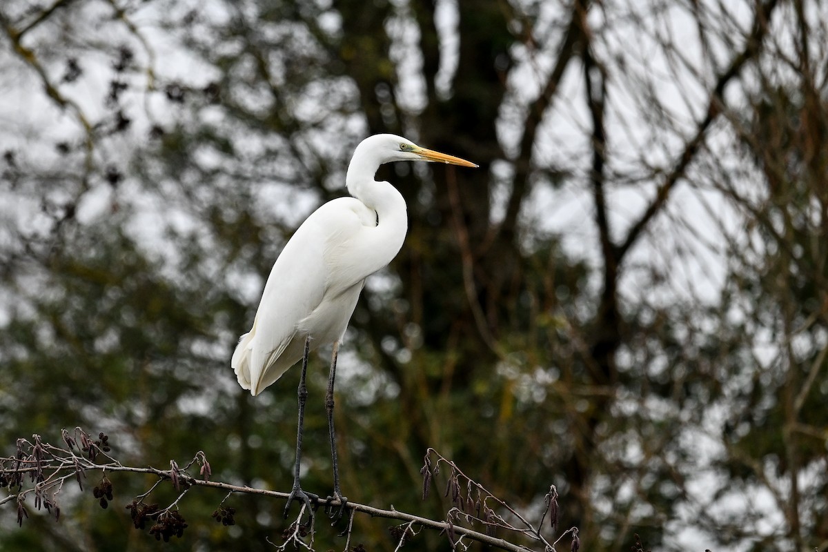 Great Egret - ML647231432