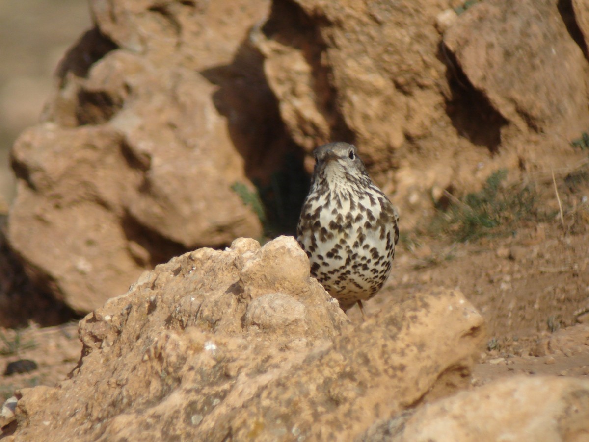 Mistle Thrush - ML647231441