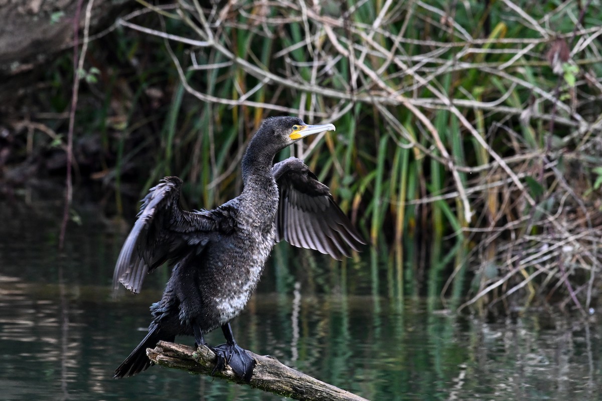 Great Cormorant - ML647231448