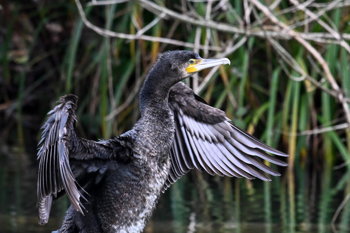 Great Cormorant - ML647231454