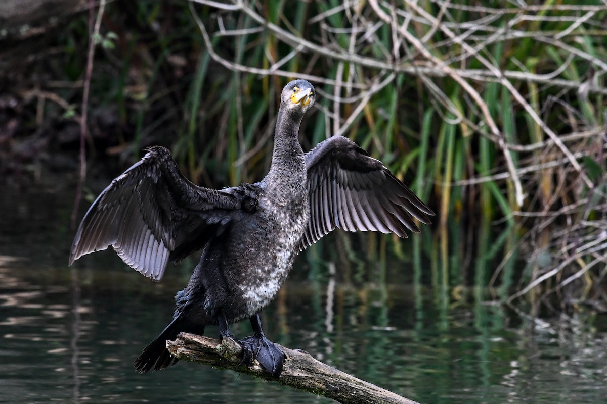 Great Cormorant - ML647231461