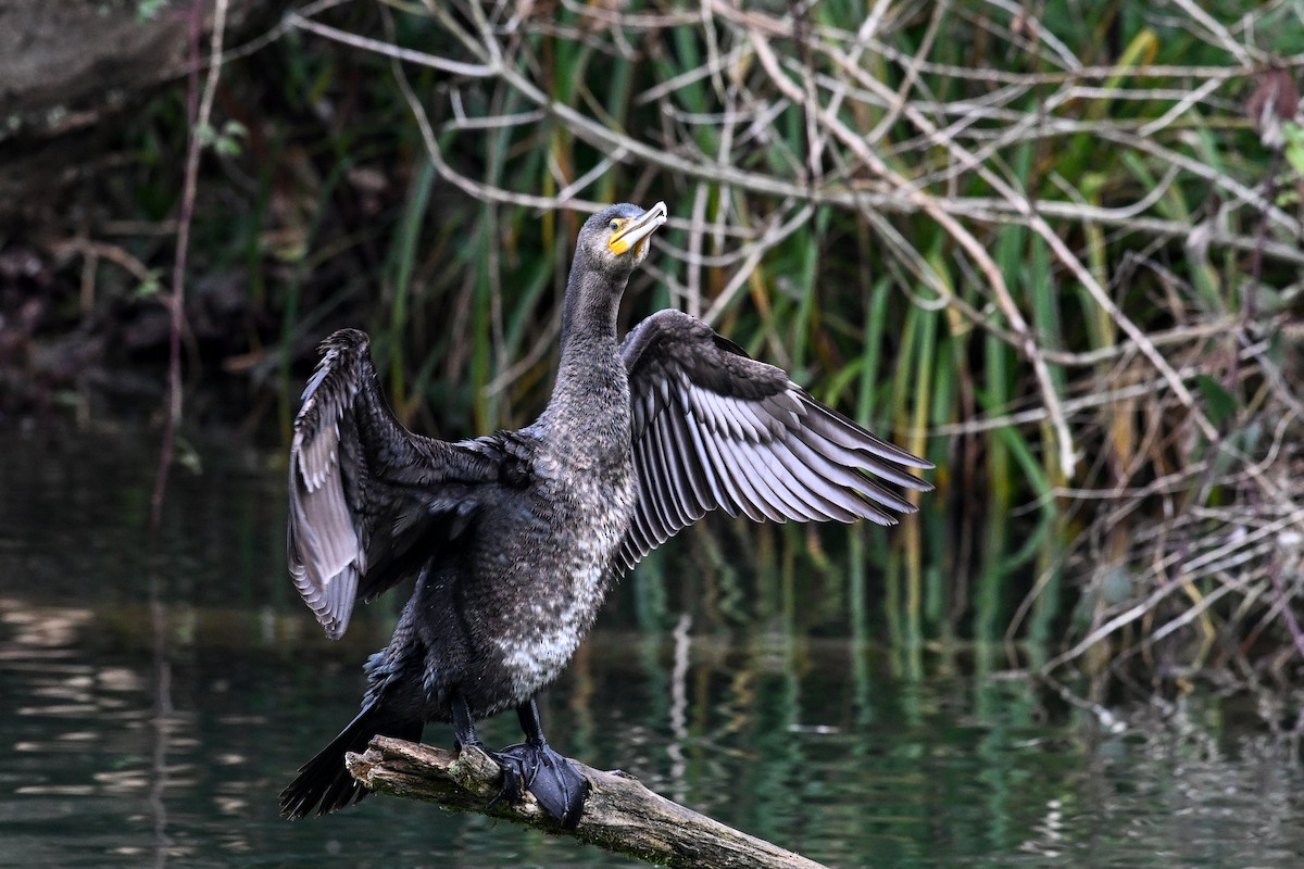 Great Cormorant - ML647231474
