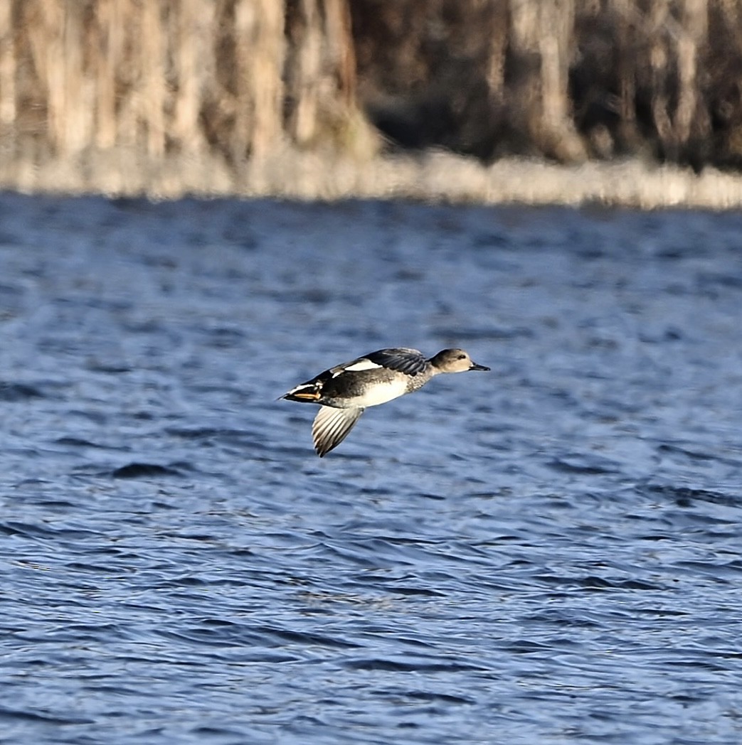 Gadwall - ML647231477