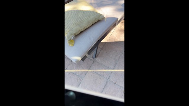 Song Sparrow - ML647231501