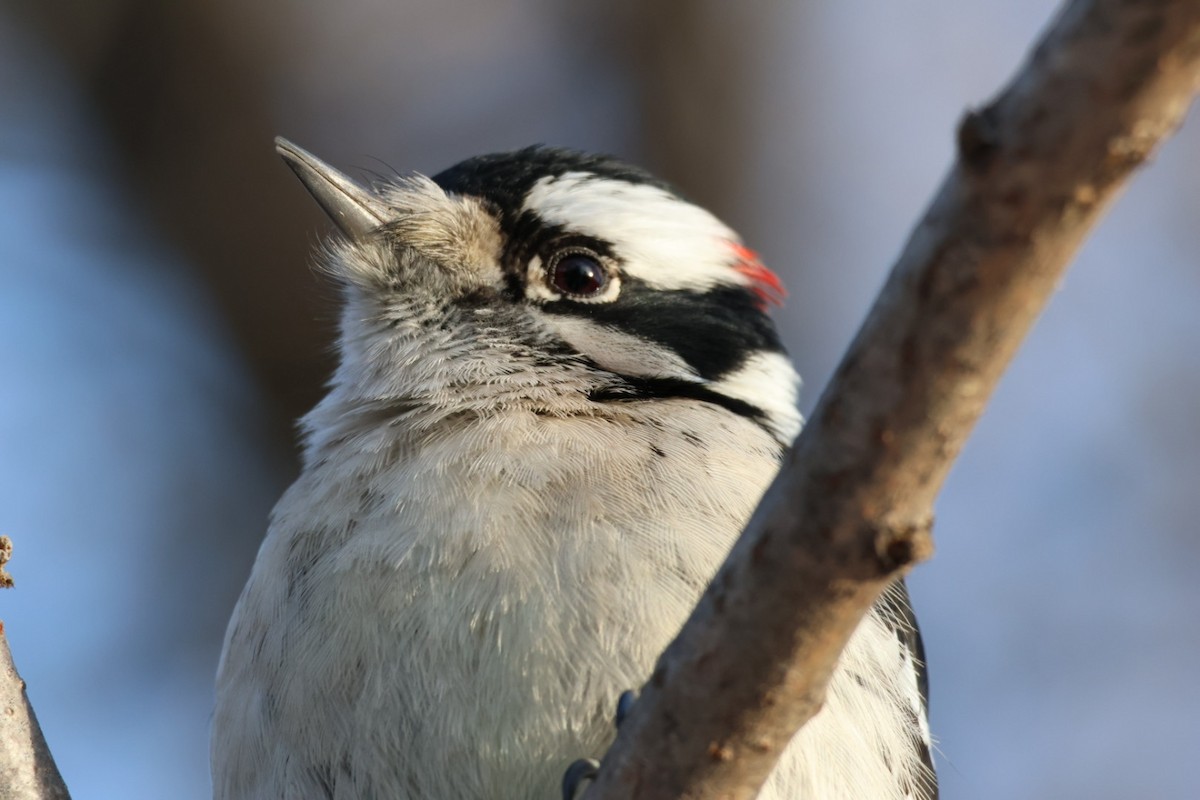 Downy Woodpecker - ML647231504