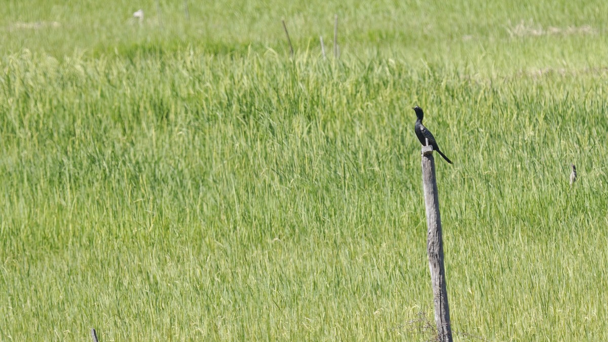 アフリカコビトウ - ML647231506